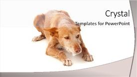  Presentation with eye tracking - Presentation design consisting of eye tracking - beautiful hound dog with brown background and a white colored foreground