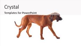  Presentation with eye tracking - Theme having eye tracking - brown hound of bavarian isolated background and a white colored foreground