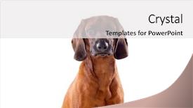  Presentation with eye tracking - Slides having eye tracking - brown hound of bavarian isolated background and a white colored foreground