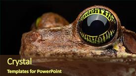  Presentation with animal eye - Amazing slide deck having beautiful amazon rainforest animal backdrop and a tawny brown colored foreground