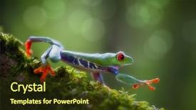  Presentation with tropical forest - Slide set with eyed tree frog costa rica background and a tawny brown colored foreground