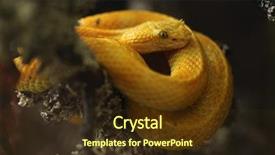  Presentation with animal - Theme featuring eyelash viper bothriechis schlegelii wild background and a  colored foreground
