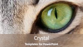  Presentation with young grey maine coon cat - PPT theme consisting of animal eyes - grey cat's eye close up background and a coral colored foreground