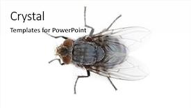  Presentation with fly - Slide set with eyes anatomy - fly isolated on white background and a white colored foreground