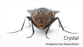  Presentation with fly - Colorful presentation design enhanced with eyes anatomy - fly isolated on white backdrop and a  colored foreground