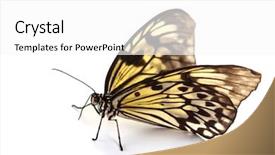  Presentation with big idea - Beautiful slide set featuring eyes anatomy - idea leuconoe isolated close up backdrop and a white colored foreground