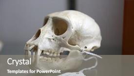  Presentation with anatomy - Slide deck featuring eyes anatomy - monkey skull on a wooden background and a gray colored foreground