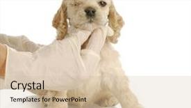  Presentation with anatomy eye - Amazing PPT layouts having eyes anatomy - veterinary care - cocker spaniel backdrop and a soft green colored foreground