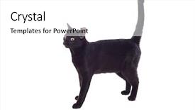  Presentation with yellow and black - PPT layouts enhanced with eyes isolated on a whit background and a white colored foreground