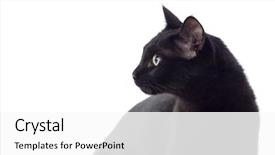  Presentation with black and yellow - Cool new presentation design with eyes isolated on a whit backdrop and a white colored foreground