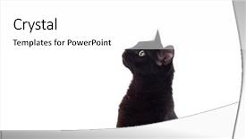  Presentation with yellow and black - Presentation theme consisting of eyes isolated on a whit background and a white colored foreground