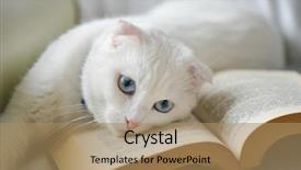  Presentation with lays - Audience pleasing slide deck consisting of eyes lays over the book backdrop and a coral colored foreground