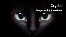  Presentation with eyes - PPT theme with eyes of the siamese cat background and a black colored foreground