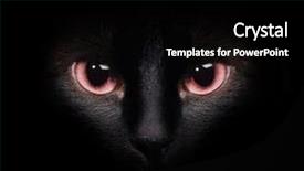 Presentation with eyes - Audience pleasing slide set consisting of eyes of the siamese cat backdrop and a black colored foreground