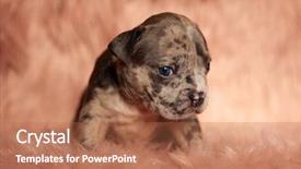  Presentation with bully - PPT layouts having eyes sitting on pink furry background and a coral colored foreground