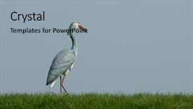  Presentation with fake reviews - Audience pleasing presentation theme consisting of eys - fake of a heron backdrop and a light gray colored foreground