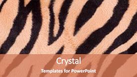  Presentation with tiger - Amazing theme having fabric texture backdrop and a coral colored foreground