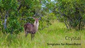  Presentation with animals habitat - Colorful presentation design enhanced with fabulous-handsome-water-goat backdrop and a gold colored foreground