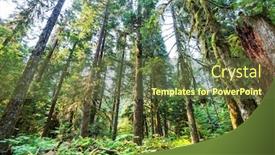  Presentation with america - Colorful presentation theme enhanced with fabulous-rain-forest-in-northern backdrop and a tawny brown colored foreground