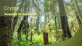  Presentation with america - Presentation with fabulous-rain-forest-in-northern background and a tawny brown colored foreground