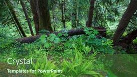  Presentation with olympic - PPT theme enhanced with fabulous-rain-forest-in-olympic background and a forest green colored foreground