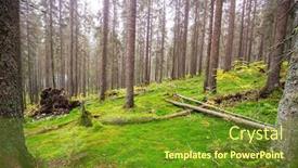  Presentation with moss - Audience pleasing slide set consisting of fabulous-rain-forest-trees-covered backdrop and a tawny brown colored foreground