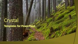  Presentation with rain - Audience pleasing slide deck consisting of fabulous-rain-forest-trees-covered backdrop and a tawny brown colored foreground