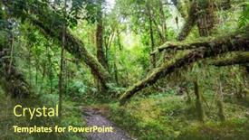  Presentation with rain - PPT layouts featuring fabulous-rain-forest-trees-covered background and a tawny brown colored foreground