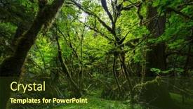  Presentation with moss - Presentation with fabulous-rain-forest-trees-covered background and a tawny brown colored foreground