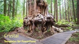  Presentation with moss - Slide deck having fabulous-rain-forest-trees-covered background and a tawny brown colored foreground