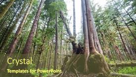  Presentation with moss - PPT theme having fabulous-rain-forest-trees-covered background and a  colored foreground