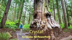  Presentation with moss - PPT theme consisting of fabulous-rain-forest-trees-covered background and a tawny brown colored foreground