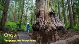  Presentation with moss - Presentation theme having fabulous-rain-forest-trees-covered background and a  colored foreground