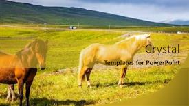 Presentation with tundra - Presentation design consisting of fabulously-kind-horses background and a gold colored foreground