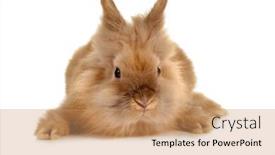  Presentation with rabbit - Slide deck enhanced with face closeup of a furry brown baby rabbit background and a coral colored foreground