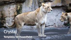  Presentation with lion - Beautiful theme featuring a hybrid of tiger backdrop and a gray colored foreground