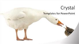  Presentation with homelesness and domestic violence - Colorful presentation design enhanced with face face communication - side view of a domestic backdrop and a white colored foreground