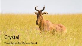  Presentation with serengeti africa - Cool new PPT theme with face humped shoulders v shape backdrop and a  colored foreground