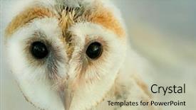  Presentation with new born - PPT theme enhanced with new born baby barn owl background and a soft green colored foreground