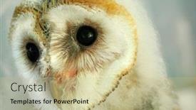  Presentation with new born - Cool new PPT theme with  backdrop and a  colored foreground