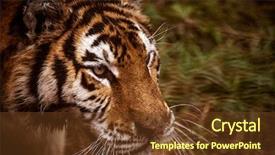  Presentation with eye tiger - Theme with face of amur tiger closeup background and a tawny brown colored foreground