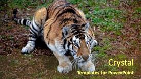  Presentation with tiger orchid close up petal - Amazing presentation theme having face of amur tiger closeup backdrop and a tawny brown colored foreground