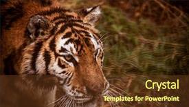  Presentation with tiger orchid close up petal - PPT theme consisting of face of amur tiger closeup background and a tawny brown colored foreground