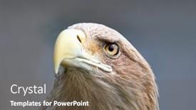  Presentation with eagle - 