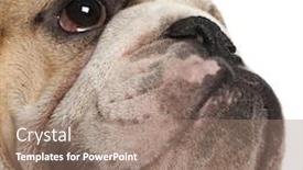  Presentation with english bulldog - Slide deck featuring face-of-english-bulldog-isolated background and a coral colored foreground