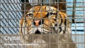  Presentation with cage - Amazing presentation having face of tiger in cage close-up backdrop and a coral colored foreground