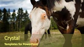  Presentation with white horse - Slide set featuring face pink nose and blue background and a tawny brown colored foreground