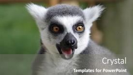  Presentation with lemur - Presentation design featuring face ring tailed lemur - close up background and a gray colored foreground