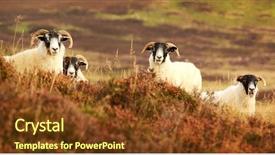 Presentation with sheep - Slides enhanced with face sheep in the cairngorms background and a  colored foreground