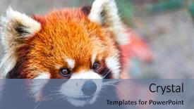  Presentation with red panda - Amazing PPT theme having face the red panda backdrop and a seafoam green colored foreground